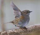dunnock_1.jpg