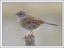 dunnock_2.jpg