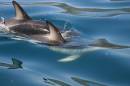duskydolphins2374.jpg