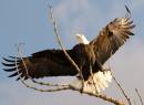 eagle3-1.jpg