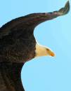 eagle6.jpg
