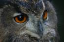 eagleowl.JPG
