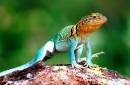 ecollaredlizard_june_WichitaMtns_OK.jpg