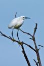 egret.jpg