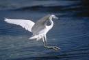 egret_landing.jpg