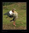 egyptian_goose_1.jpg