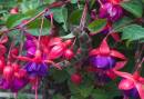 elephant-hawkmoth-aug-29-2009-1.jpg