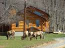 elk_house.JPG