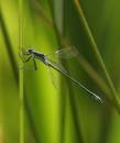 emerald-jul-15-2006-1.jpg