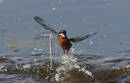 emerging_kingfisher1.jpg