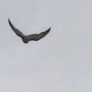 falcon1.jpg