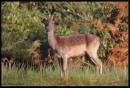 fallow6.jpg