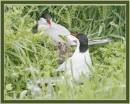 family_of_terns.jpg