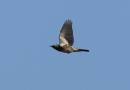 fieldfare1.jpg