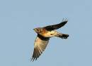 fieldfare2.jpg