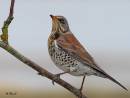 fieldfare5_toned.jpg