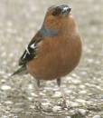 finch1.jpg
