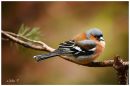 finch2.jpg