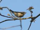 firecrest.jpg
