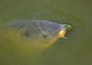 fish.jpg