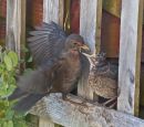 fledgling.jpg