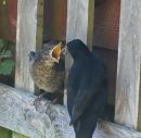 fledgling2.jpg