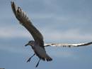 flight_2.jpg