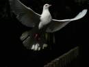 flight_3.jpg