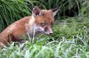 fox-cub.jpg
