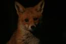 fox31.jpg
