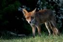 fox_0205071487.jpg