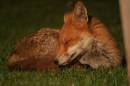 fox_1.jpg