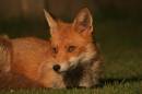 fox_2.jpg