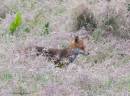 foxchr280607-015.jpg