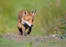 foxy2.jpg