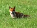 foxy_670_x_506_.jpg