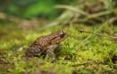 frog0001.jpg