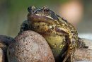 frog4.jpg