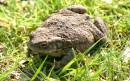 frog_in_garden.jpg