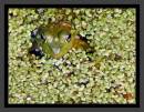 frog_soup.JPG