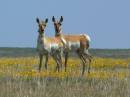 g_P1040389_pronghorn2bb.jpg
