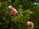 galahs.jpg