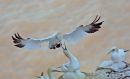 gannet-5.jpg