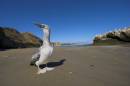 gannet_chick.jpg