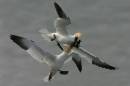 gannets_fighting.jpg