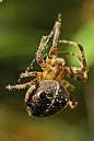 garden_spider5.jpg