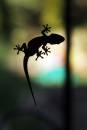 gecko.jpg