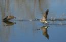 geese-1.jpg