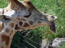 giraffe1.jpg