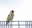 goldfinch1-resized.jpg